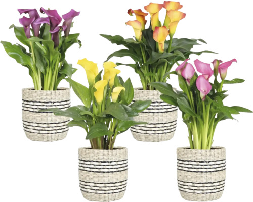 Kala izbová v koši mix FloraSelf Zantedeschia kvetináč Ø 14 cm 1 ks, rôzne druhy Rôznofarebné rastliny Zantedeschia v kvetináčoch