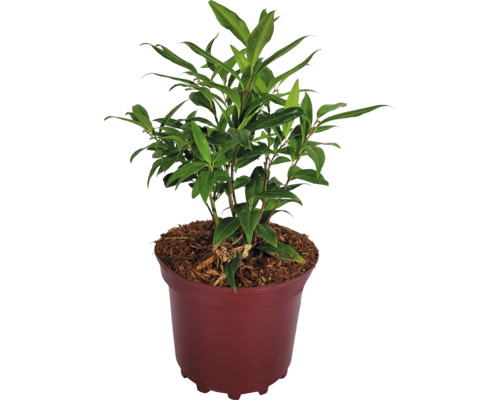 Mäsoplodka pomiešaná Sarcococca humilis ‚Winter Gem‘ výška 20-30 cm kvetináč 3 l kvitnúca v zime