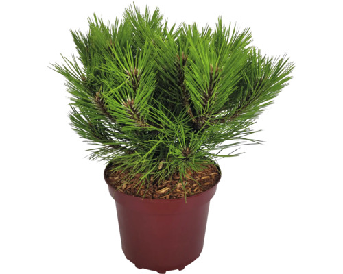 Borovica zakrpatená čierna Pinus nigra 'Marie Bregeon' výška 20-25 cm kvetináč 4 l Borovica v kvetináči