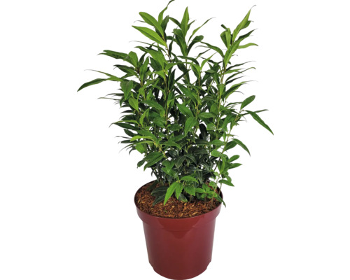 Mäsoplodka pomiešaná Sarcococca humilis ‚Winter Gem‘ výška 40-60 cm kvetináč 7,5 l, kvitnúca v zime