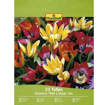 FloraSelf 33 Tulipán Botanical Wild Cottage mix