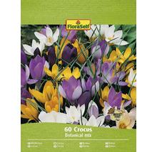 Balenie 60 botanickej zmesi krokusov