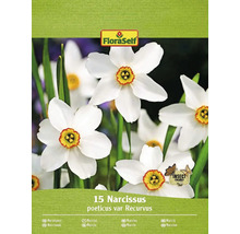 Balenie 15 kusov cibuliek Narcissus poeticus var Recurvus