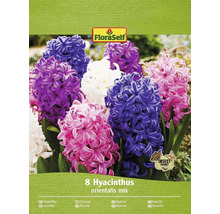 Balenie FloraSelf Hyacinthus orientalis mix, osem kusov
