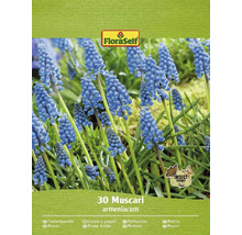 Balenie cibuľky modrice arménskej Muscari armeniacum
