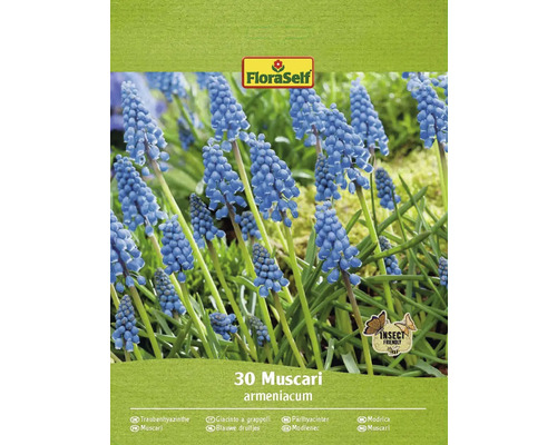 Modrica arménska FloraSelf 'Armeniacum' 30 ks