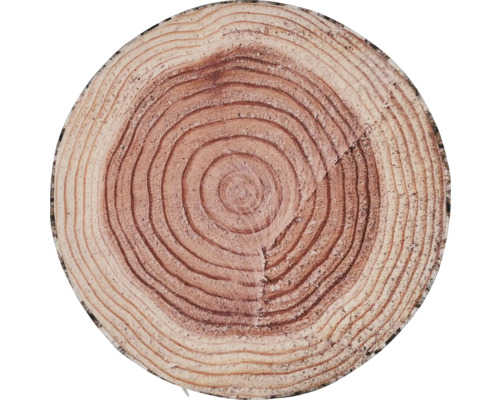 Kmeň stromu s letokruhmi