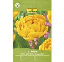 Balenie tulipánov odrody Double Late Yellow Pomponette