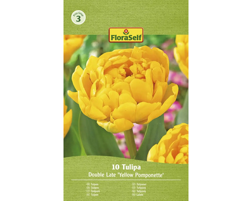 Balenie tulipánov odrody Double Late Yellow Pomponette