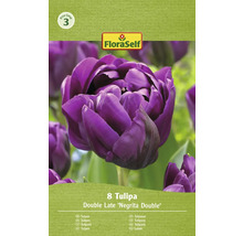 Tulipány FloraSelf Double Late Negrita Double, balenie po 8 kusoch