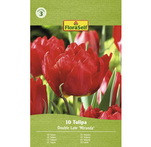 Balenie 10 neskorých plnokvetých tulipánov odrody Miranda