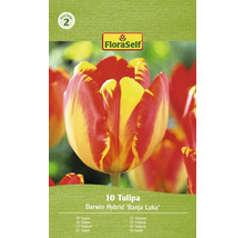 Balenie tulipánov odrody Darwin Hybrid Banja Luka, 10 kusov