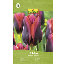 FloraSelf tulipán Triumph Slawa, 10 kusov