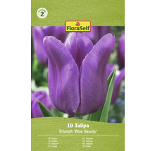 FloraSelf Tulipa Triumph Blue Beauty, balenie desiatich tulipánov