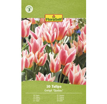 Balenie 10 cibuliek tulipánu Tulipa Greigii ''Quebec''
