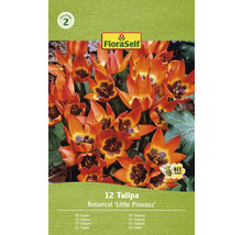 FloraSelf tulipány Botanical Little Princess, balenie dvanásť kusov