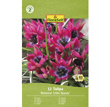 Tulipány Botanical Little Beauty FloraSelf, balenie 12 kusov