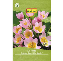Balenie tulipánov Botanical Bakeri Lilac Wonder so symbolom ''šetrné k včelám''.