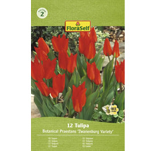 Balenie 12 tulipánov odrody Botanical Praestans ''Zwanenburg Variety''