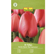 Balenie Darwin hybridných tulipánov odrody Red Impression