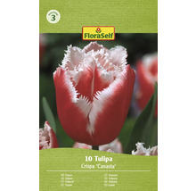 Balenie desiatich tulipánov Crispa Canasta od FloraSelf