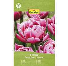 Balenie ôsmich tulipánov odrody Double Early Columbus