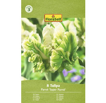 Cibuľky papagájových tulipánov FloraSelf, 8 kusov