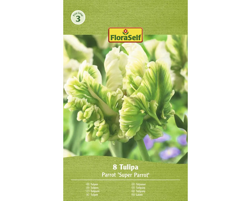 Tulipány papagájové FloraSelf 'Super Parrot' 11/12 8 ks