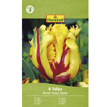 Balenie ôsmich papagájových tulipánov odrody ''Texas Flame''