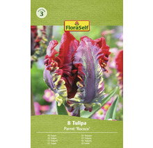 Balenie 8 tulipánov odrody Parrot ''Rococo''