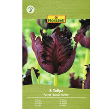 Balenie ôsmich tulipánov odrody Parrot Black Parrot