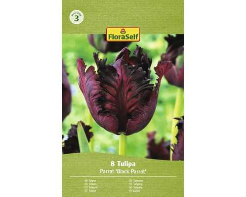 Papagájové tulipány FloraSelf 'Black Parrot' 8 ks