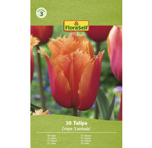 Balenie 10 tulipánov Crispa Lambada