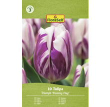 Tulipány FloraSelf Triumph Flaming Flag, balenie 10 kusov