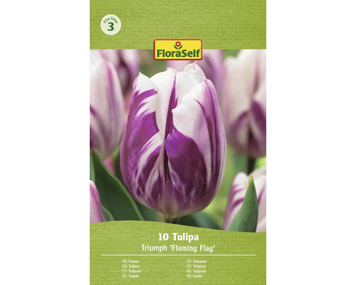 Tulipány FloraSelf Flaming Flag 10 ks