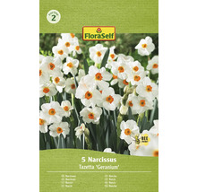 Balenie 5 Narcissus Tazetta ''Geranium''