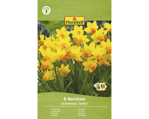 Narcisy FloraSelf 'Jetfire' 10/11 6 ks