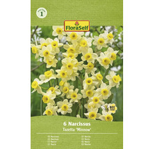 Balenie 6 Narcis Tazetta ''Minnow''