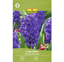 Hyacinty orientálne FloraSelf 'Orientalis' tmavomodré 5 ks