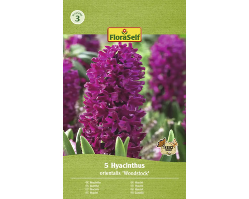 Hyacint FloraSelf 'Woodstock' 15/16 5 ks