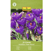 FloraSelf Krokus ''Flower Record'', 12 kusov