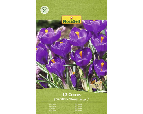 Šafran FloraSelf 'Flower Record' 12 ks