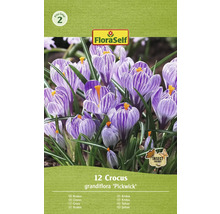 Balenie 12 cibuliek krokus grandiflora ''Pickwick''