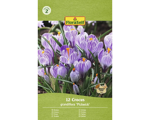 Šafran FloraSelf 'Pickwick' 12 ks