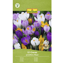 Balenie krokusov Grandiflora, zmiešané, 12 kusov