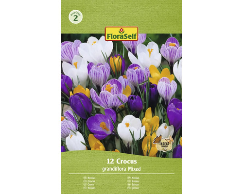 Šafran FloraSelf 'Grandiflora mix' 12 ks