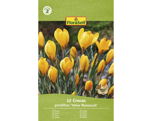 Krókusy FloraSelf 'Yellow Mammouth' 12 ks žlté
