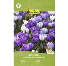Balenie 12 krokusov Grandiflora Blue Blended Mix