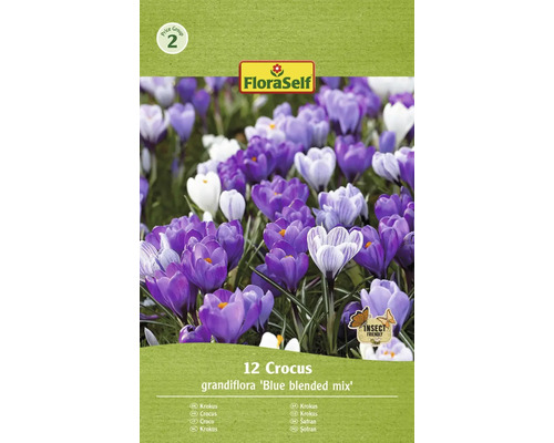 Šafran FloraSelf 'Grandiflora Blue Blended' 12 ks