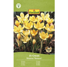 Balenie 15 krokusov odrody Botanical ''Romance''